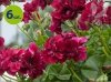 pelargonia wisząca velvet_allegro